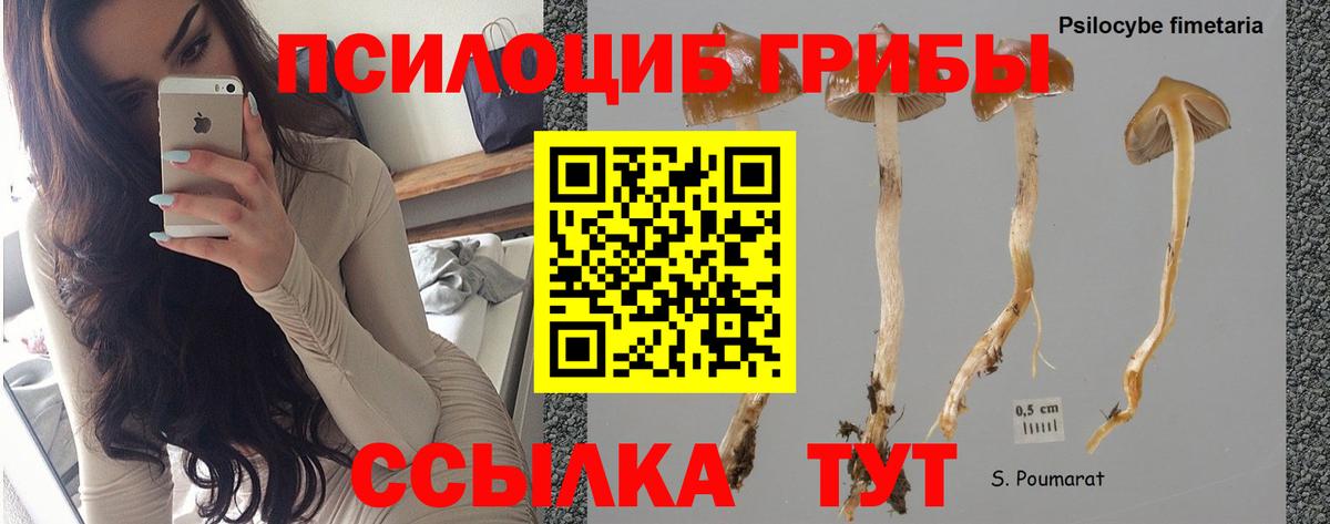Сибай  Галлюциногенные грибы Psilocybine cubensis  Вход с VPN 